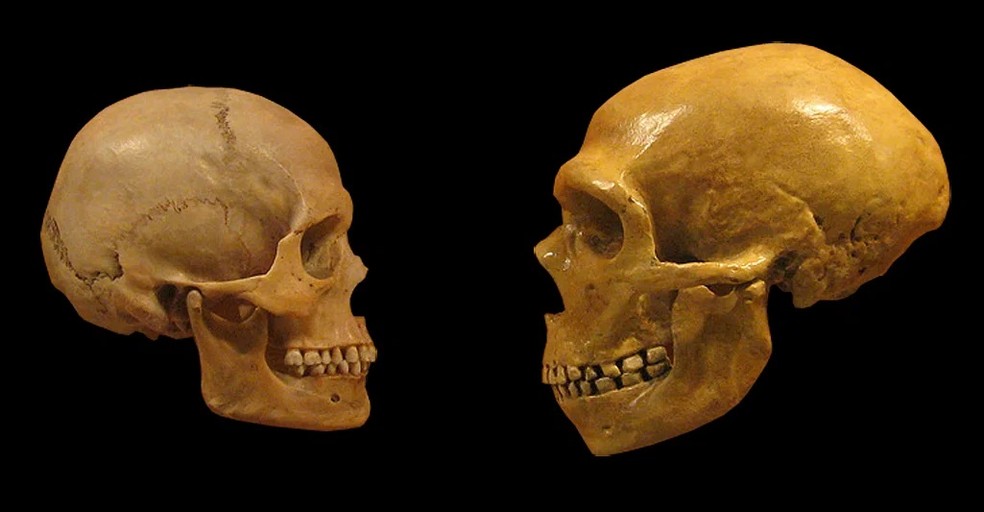 As diferenças entre o crânio de um sapiens (esq.) e neanderthal (dir.) — Foto: Reprodução/ Science Advances