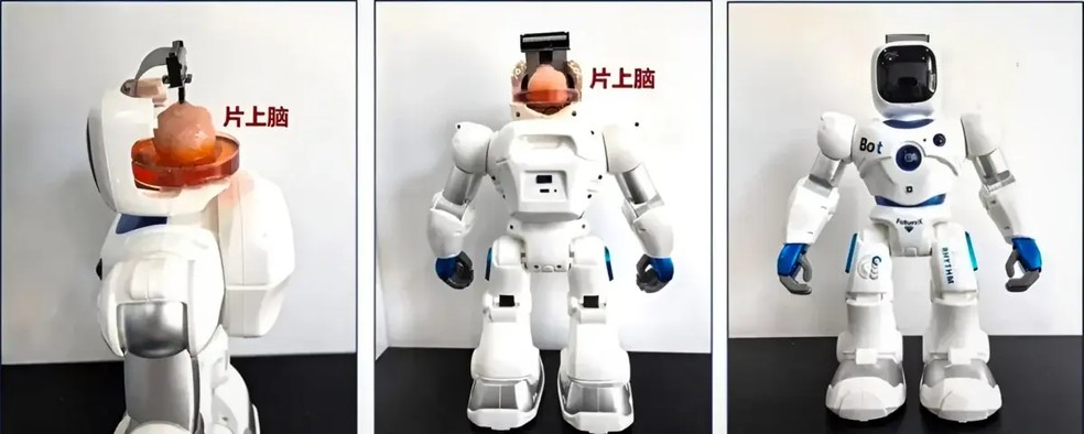 Robôs utilizados no teste — Foto: Reprodução