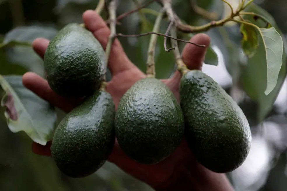 O abacateiro consome muita água e suas plantações podem exigir intensa irrigação — Foto: Reuters (via BBC)