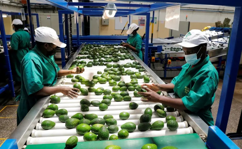 Atualmente, o abacate no México é principalmente um produto de exportação para os Estados Unidos e a Europa — Foto: Reuters (via BBC)