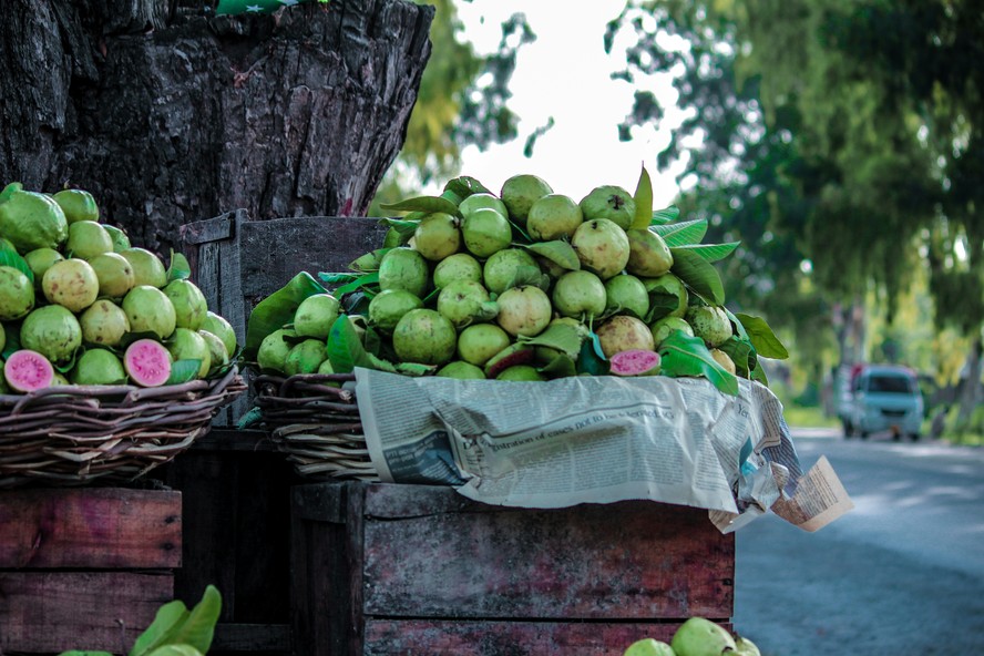 A fruta contém altas concentrações de vitamina C, vitamina A, potássio, fósforo, enxofre e ferro