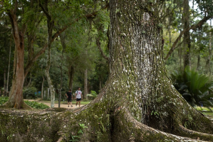 Jardim Botânico do Rio de Janeiro recebe autorização para realização de concurso com 20 vagas