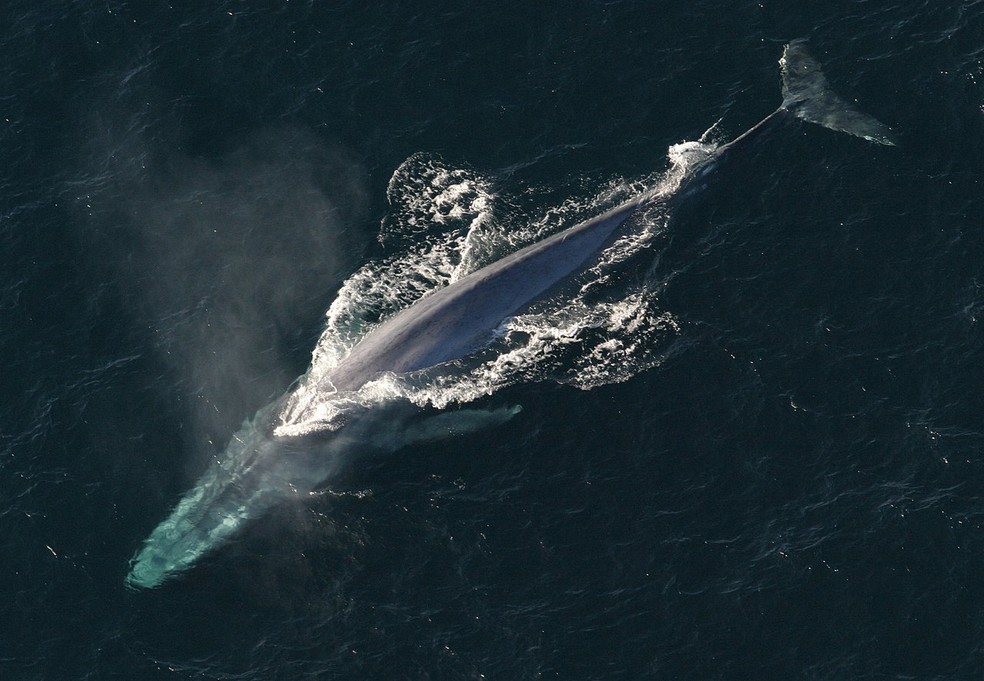 Registro de baleia-azul (Balaenoptera musculus) — Foto: NOAA Photo Library - anim1754