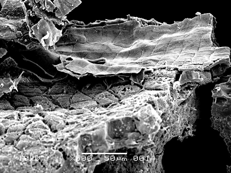 Imagem da microestrutura interna da crosta alimentar da panela de mingau queimado — Foto: Lucy Kubiak-Martens, Biax Consult