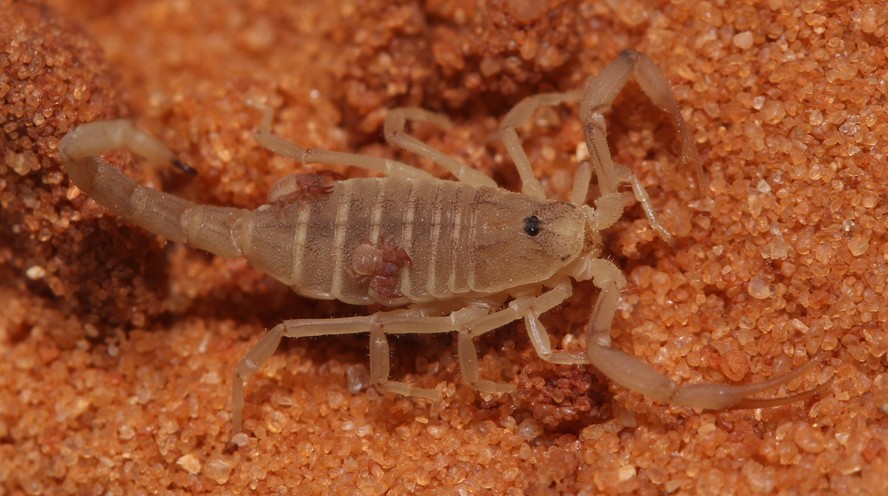 Aracnídeo Nannowithius wahrmani 'pegando carona' em um escorpião Birulatus israelensis