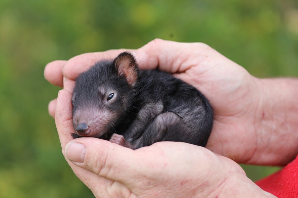 3 diabos-da-Tasmânia nascem em santuário que protege espécie na Austrália — Foto: Re:wild/Divulgação