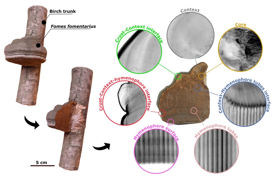 Cogumelo Fomes fomentarius pode ser usado para criar materiais de substituição ao plástico