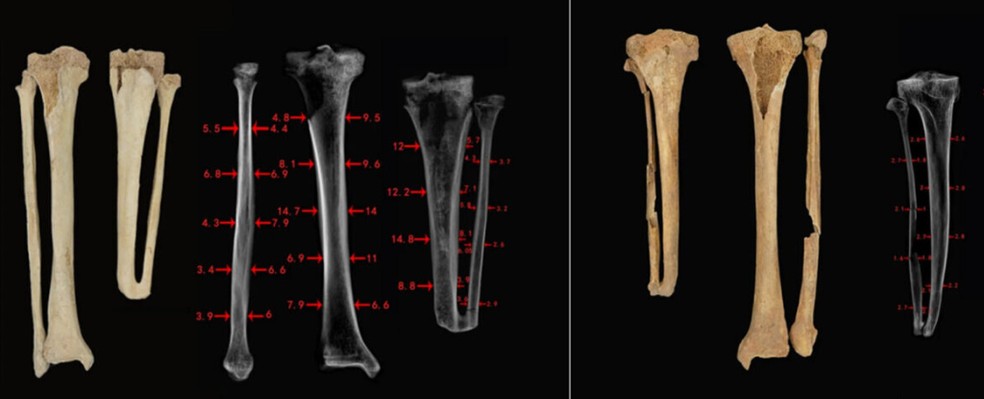 Os ossos cortados em comparação com os seus homólogos intactos. — Foto: Ciências Arqueológicas e Antropológicas