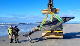 Baleia mais rara do mundo é encontrada morta em praia da Nova Zelândia 