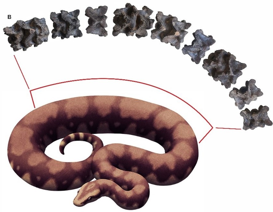 Animação da cobra Vasuki Indicus, uma espécie de 47 milhões de anos