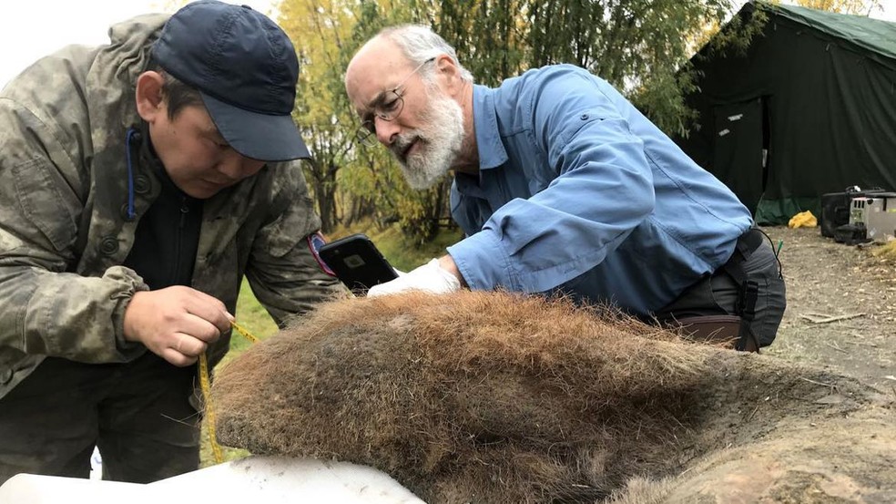 Dois cientistas examinam a pele do mamute lanoso YakInf, de 52.000 anos, que foi escavado no permafrost da Sibéria — Foto: Divulgação/Universidade de Estocolmo