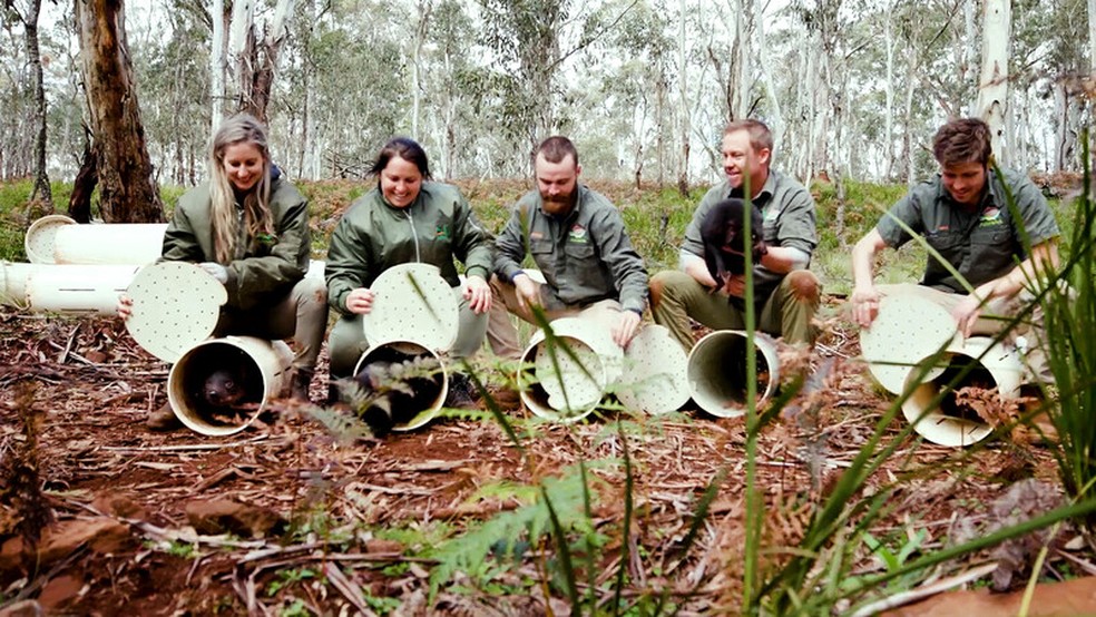 Processo de reintrodução ocorre desde 2020 buscando aumentar a população de animais que sofrem ameaças de extinção — Foto: Reprodução/Aussie Ark