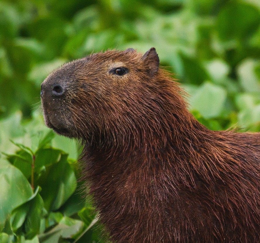 Capivara (Hydrochoerus hydrochaeris) em área protegida do rio Tietê, no estado de São Paulo.