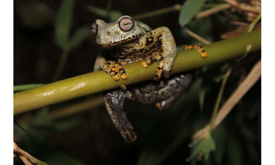 A nomeação da espécie nova de anfíbio, Hyloscirtus tolkieni, foi feita em homenagem ao autor britânico