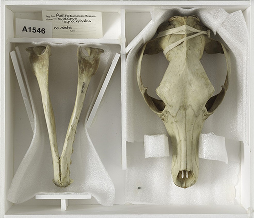 Registro dos ossos encontrados dentro de armário do museu  — Foto: TMAG (  Tasmanian Museum and Art Gallery)