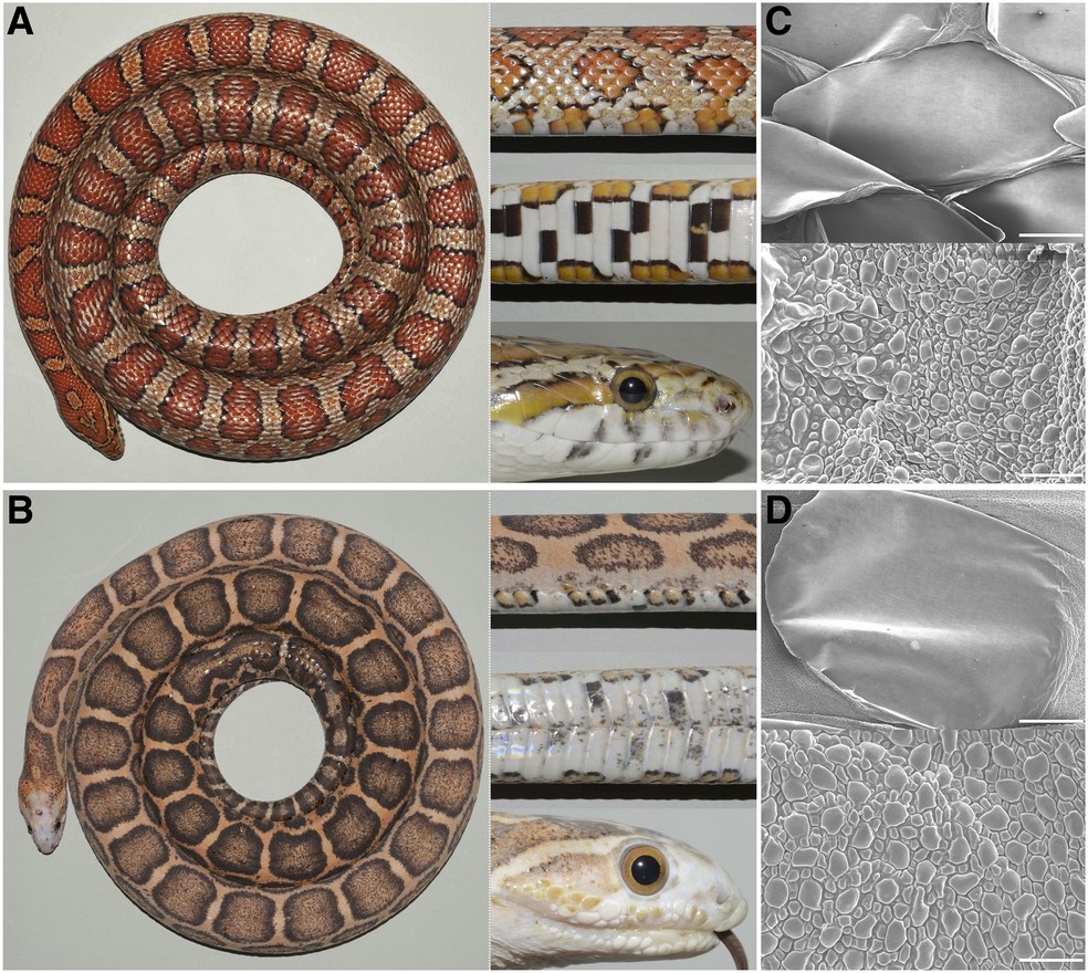 (A e B)Distribuição de escamas em uma cobra-do-milho adulta com escamas (A) e sem escamas (B).Uma vista dorsal (esquerda) e closes de vistas lateral, ventral e da cabeça (direita) são mostrados (C e D) Micrografias de escamas dorsais e pele interescalar de um animal escamado (C) e um animal sem escamas (D) — Foto: Athanasia C.  Tzika et.al 