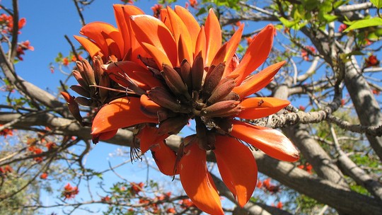 Botânicos mudarão nomes racistas de centenas de plantas; entenda 