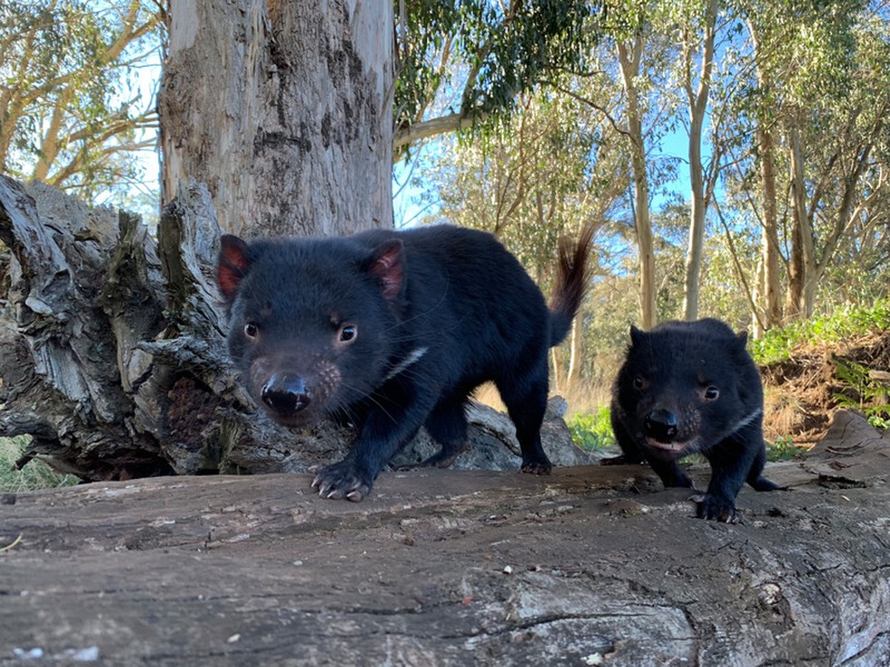 Filhotes de diabo-da-Tasmânia nascem em santuário construídos para reintrodução da espécie na parte continental da Austrália — Foto: Re:wild/Divulgação