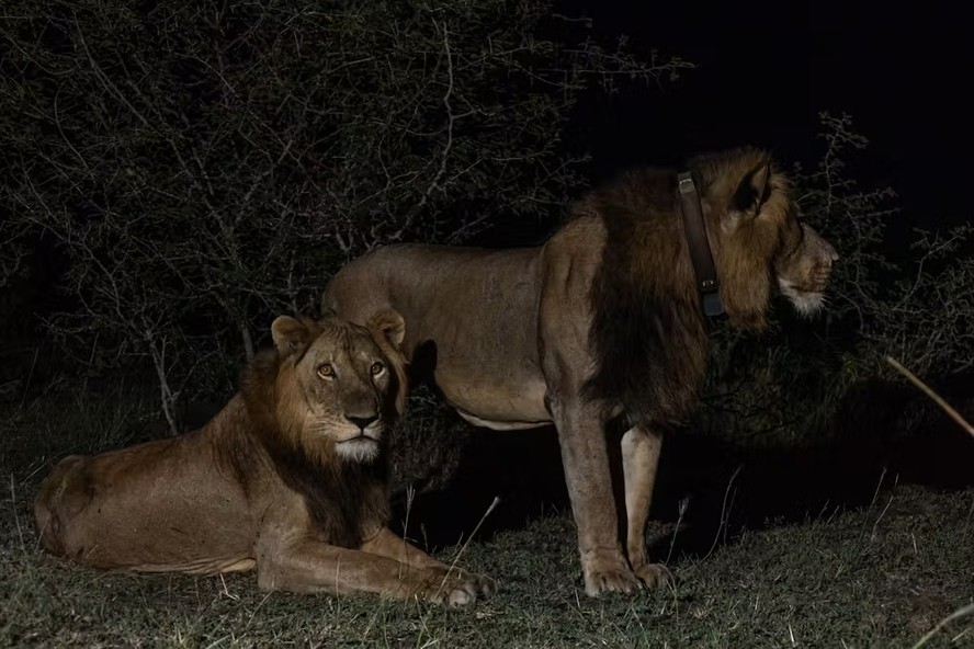 Leões Jacob e Tibu vivem em um parque de Uganda, na África, e protagonizaram nado recordista