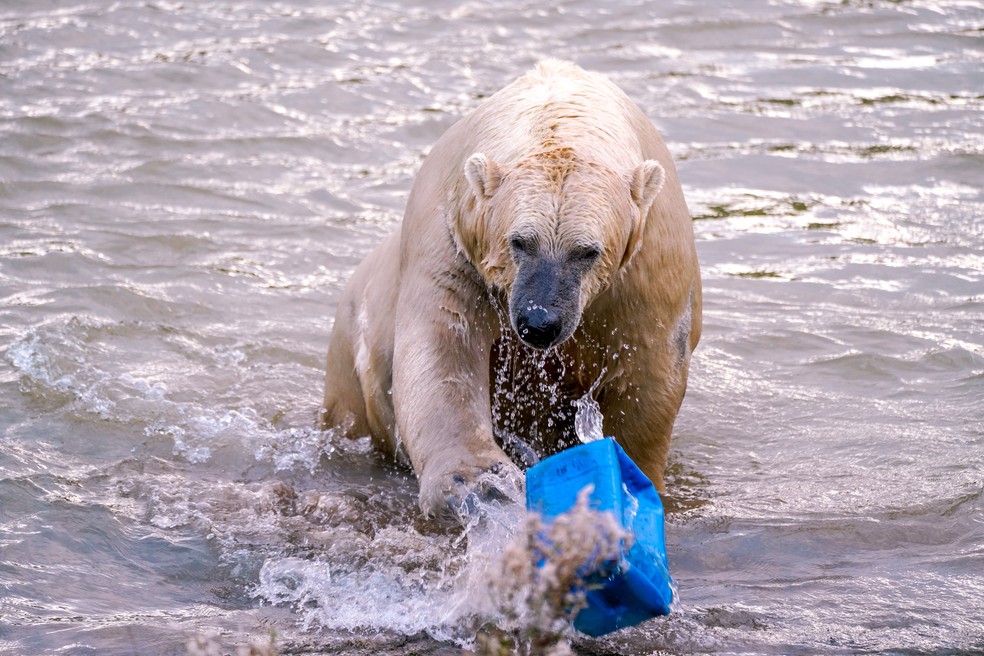 Imagem de um urso polar brincando com um pote de plástico  — Foto: unsplash -  Yomex Owo