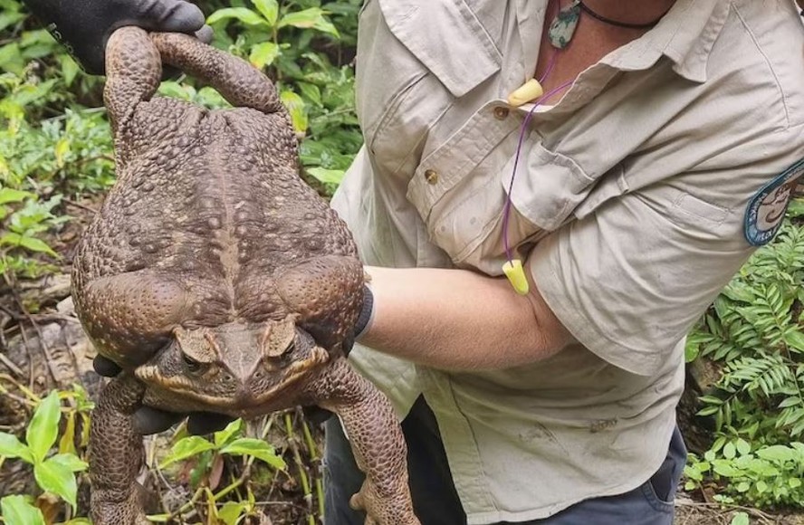 Sapo-cururu enorme encontrado por guardas florestais na Austrália