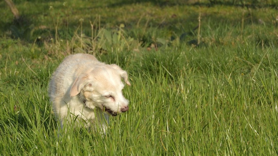 Seu cachorro come grama? Entenda o porquê disso (e se há riscos)