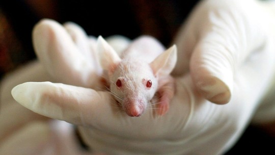 Só 5% dos testes em ratos geram novos remédios para humanos