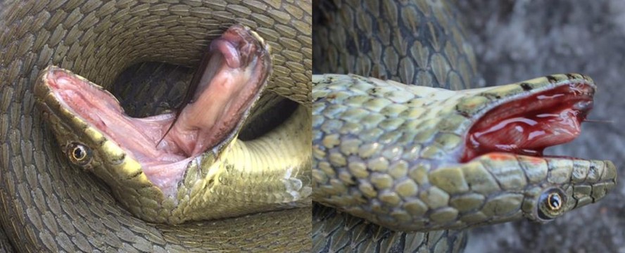 Cobras fingindo estar mortas, sem (esquerda) e com (direita) efeitos especiais sangrentos