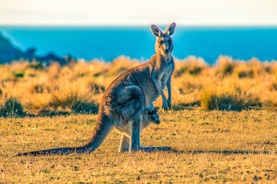 Marsupiais podem ser os mamíferos mais evoluídos — superando até humanos