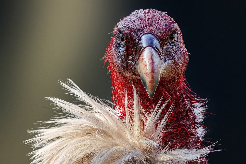 Foto premiada como bronze na categoria "retratos de animais"