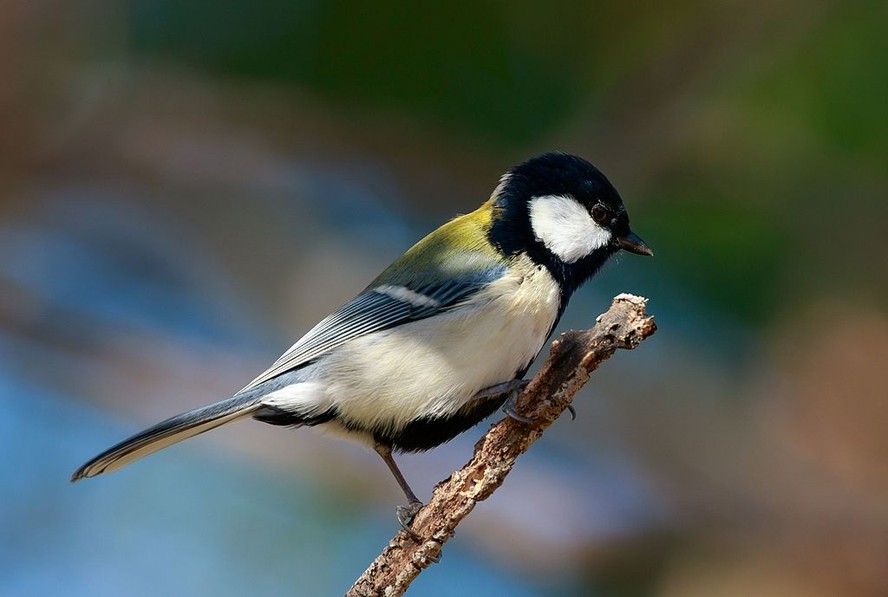 Ave conhecida como chapim-japonês faz gesto 'educado' para dar licença a outros pássaros