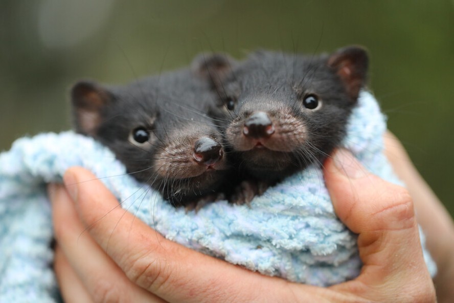 Os primeiros bebês nasceram ainda em 2020 após um grupo com 11 diabos-da-Tasmânia serem recolocadas na selva