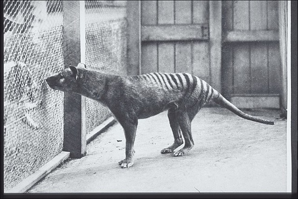 Fotografia do último tigre-da-tasmânia vivo dentro do zoológico de Hobart — Foto: Wikipedia Commons