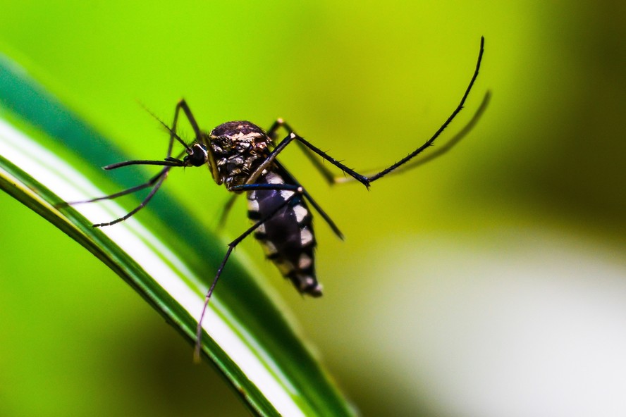 Mosquitos responsáveis ​​pela transmissão da malária na África estão se espalhando mais ao sul do continente