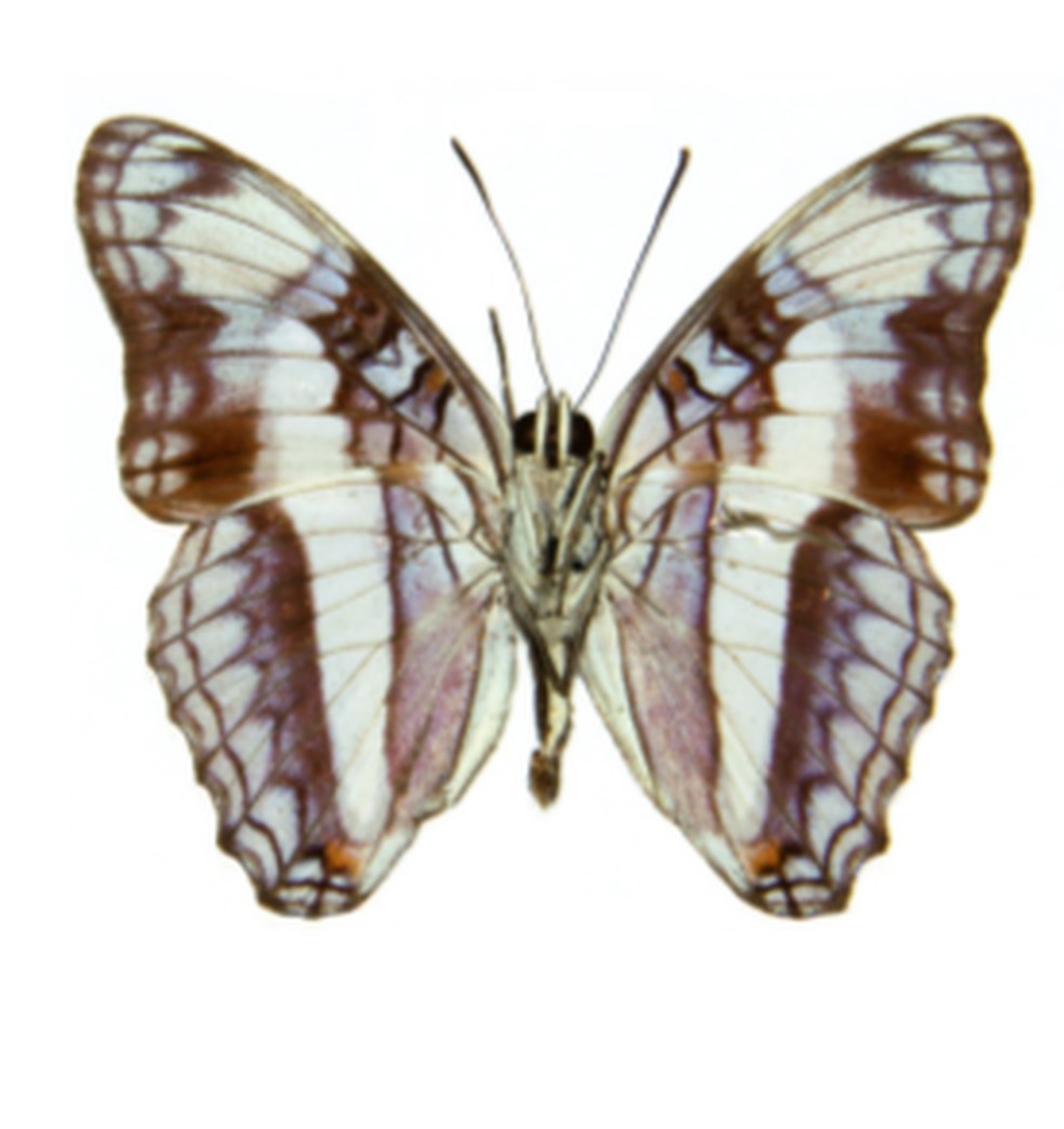 Ilustração da espécie "Adelpha herbita" feita em 1907  — Foto: Reprodução/Weymer