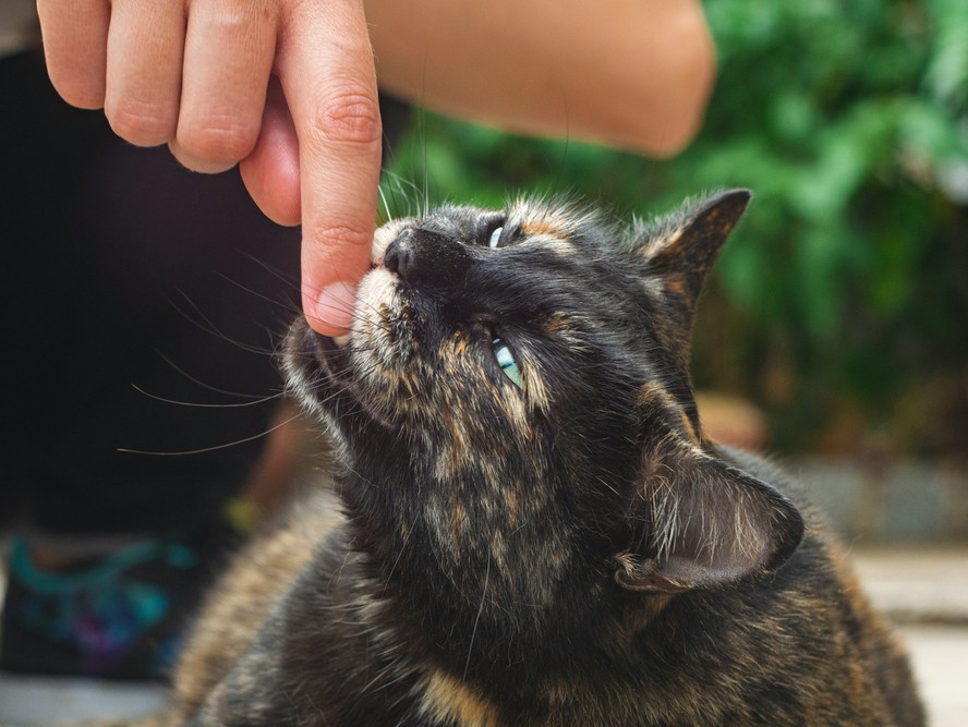 Gatos costumam miar para humanos quando desejam atenção. E a ciência sabe por que eles desenvolveram esse hábito