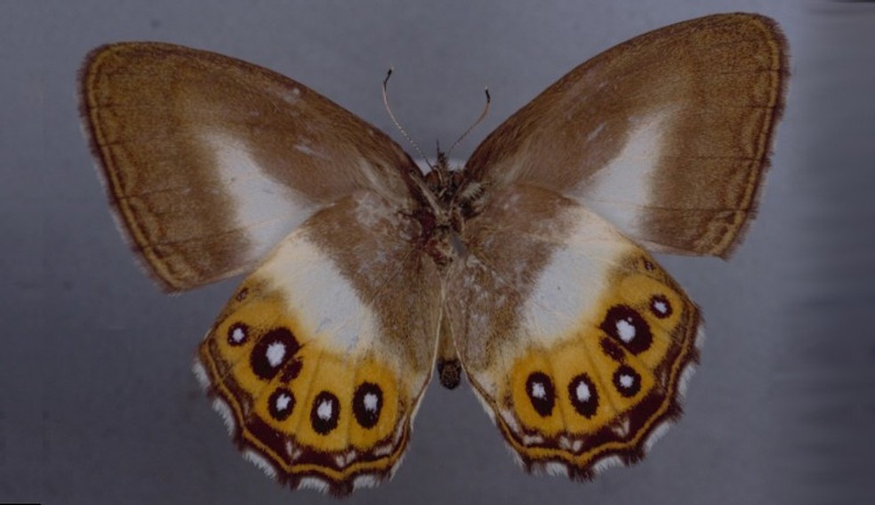 Todas as borboletas Euptychiina compartilham uma aparência relativamente semelhante, como asas marrons, o que torna difícil para os cientistas distingui-las — Foto: Reprodução/Museu de História Natural de Londres