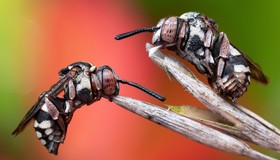 Premiação dá foco a fotografias surpreendentes de insetos; veja