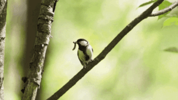 Pássaro da espécie Parus minor faz gesto com as asas para que parceiro entre antes no ninho. — Foto: Suzuki and Sugita, 2024/Current Biology