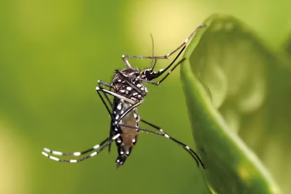 A fêmea infectada do mosquito Aedes aegypti é o principal vetor da doença. Seus pequenos ovos parecem sujeira colada na parede de criadouros como vasos, pratos, latas, embalagens e pneus. — Foto: Muhammad Mahdi Karim/Wikipedia