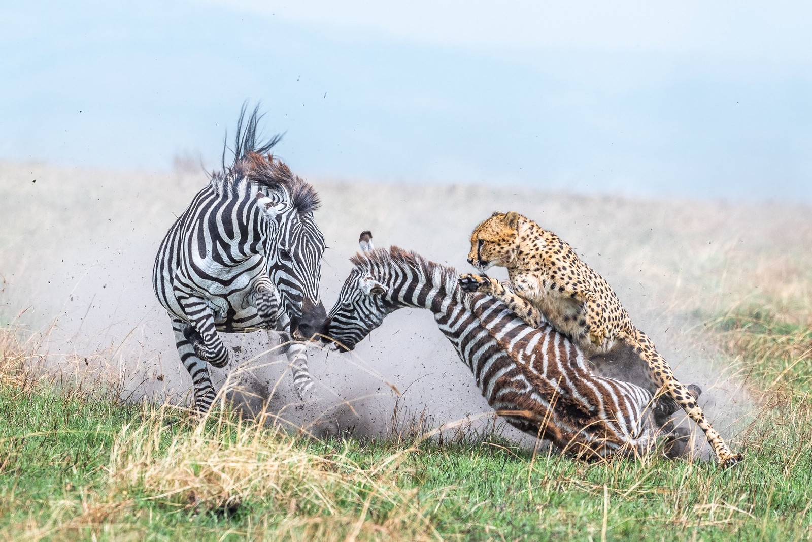 Foto premiada como ouro na categoria "comportamento de mamíferos"