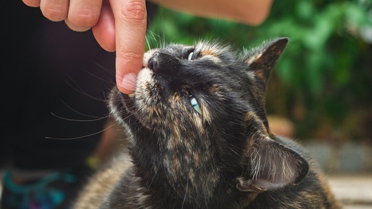 Por que gatos miam mais para humanos do que para se comunicar entre si