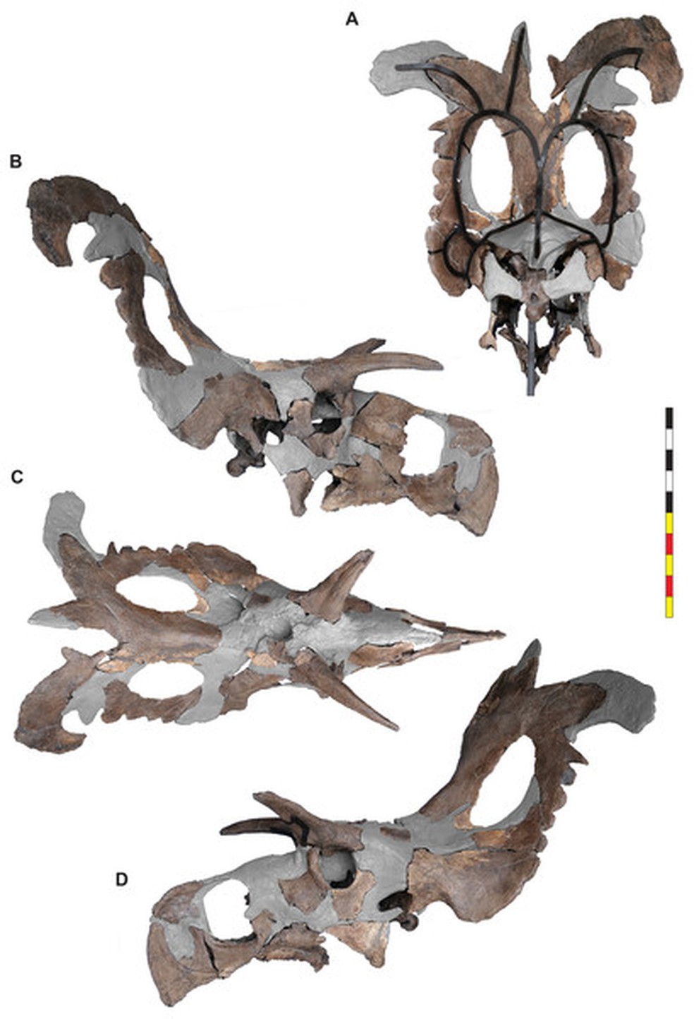 Crânio reconstruído do Lokiceratops — Foto: Peer J