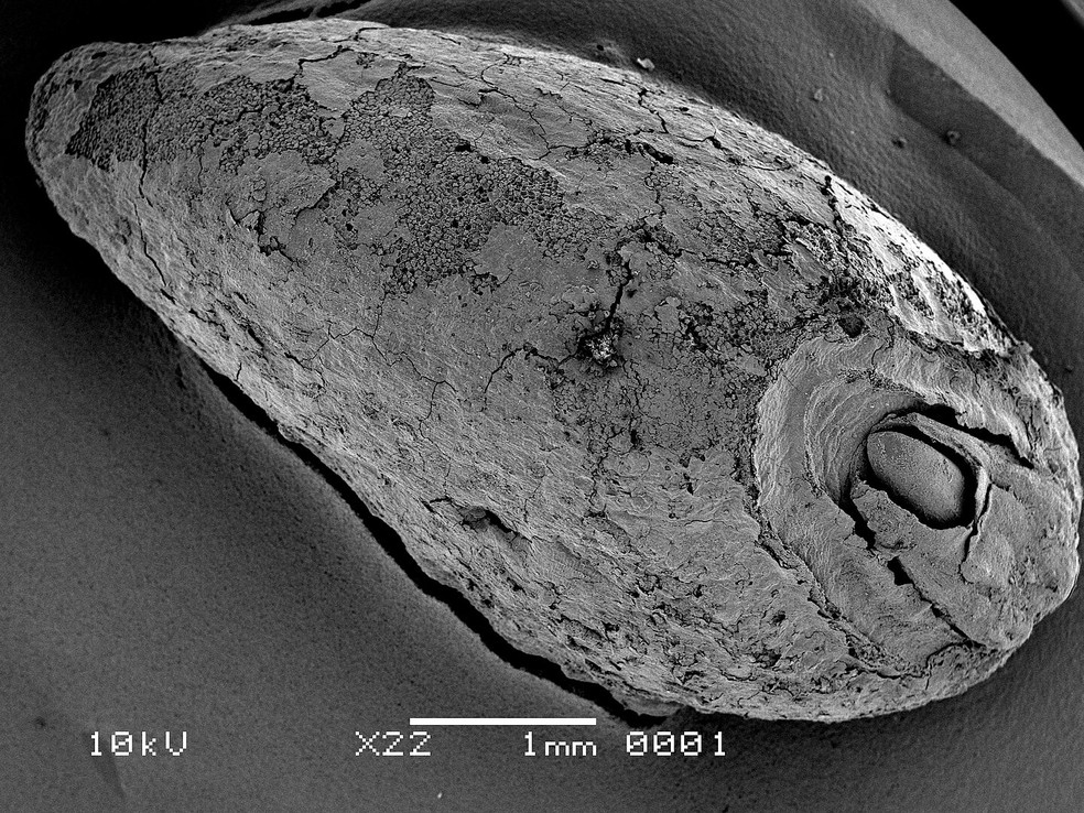 Imagem mostrando um grão de trigo emmer carbonizado com embrião germinado em Oldenburg LA 77 — Foto: Lucy Kubiak-Martens, Biax Consult