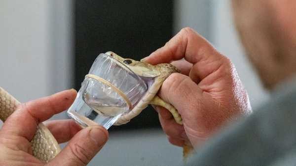 Cobra australiana expele veneno capaz de matar 400 humanos de uma só vez