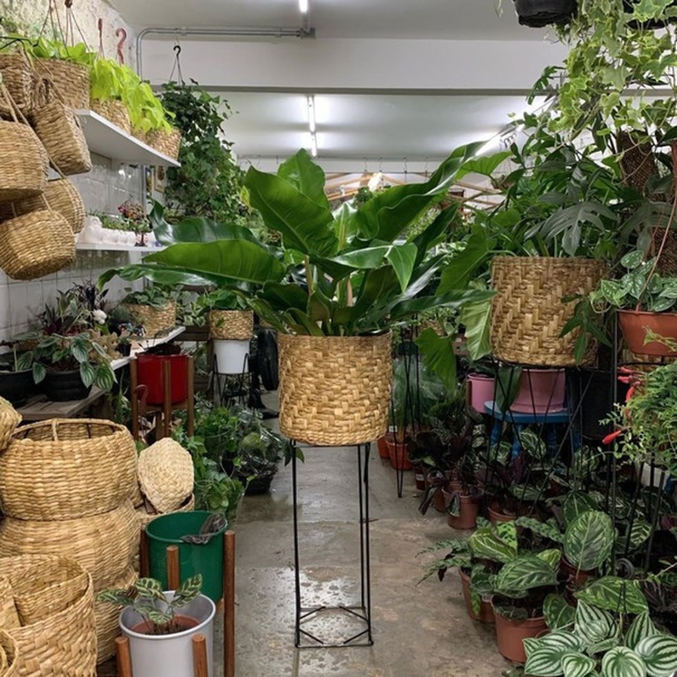 12 perfis no Instagram que toda mãe de planta precisa acompanhar (Foto: Instagram) — Foto: Glamour