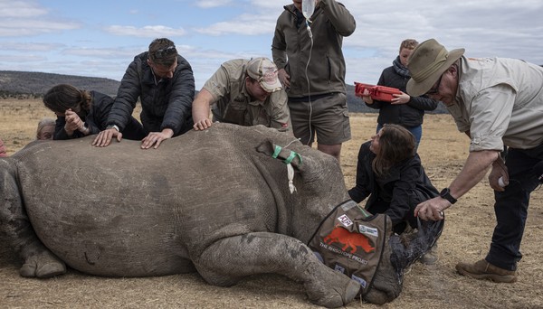 Cientistas injetam material radioativo contra caçadores de rinocerontes; entenda 