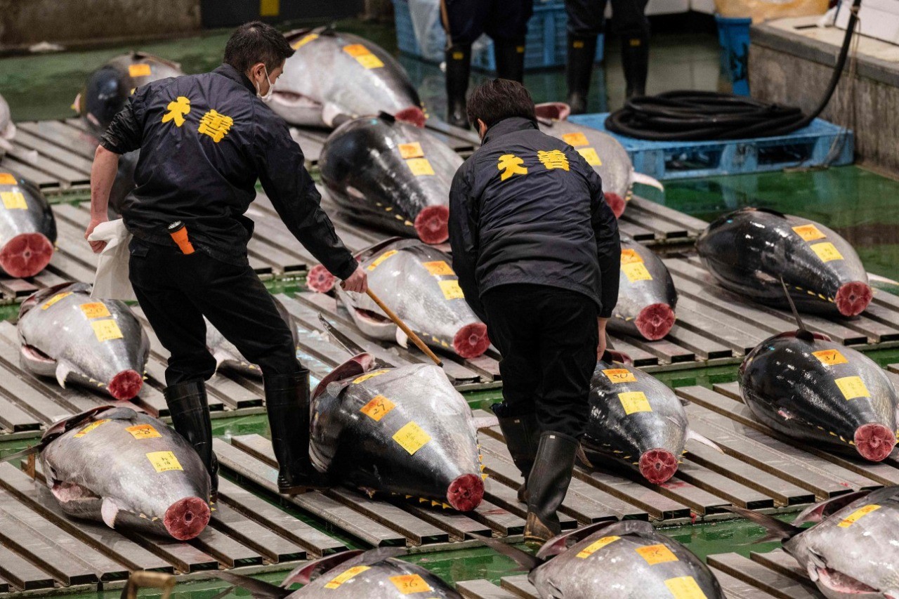 Os atuns exibidos a compradores e vendedores atacadistas no leilão do mercado de peixes de Toyosu — Foto: Richard Brooks/AFP