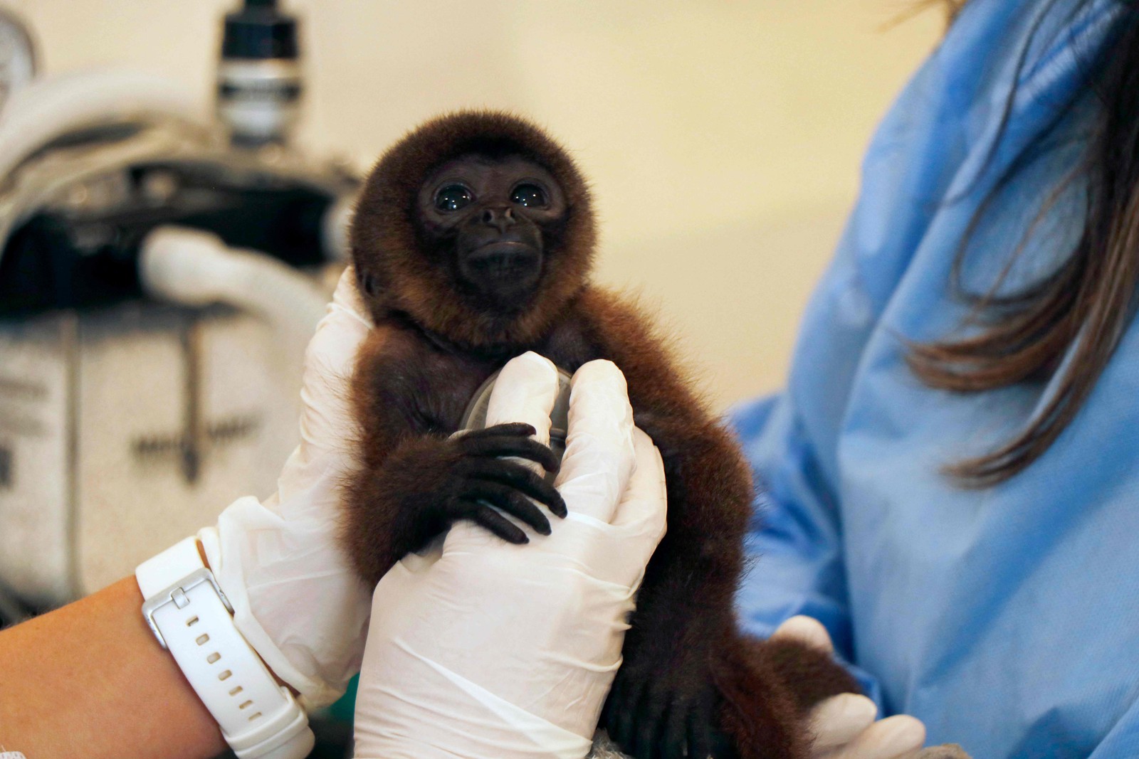 As veterinárias Carolina Saenz e Estefania Rubio tratam um macaco da espécie Lagothrix poeppigii de seis meses de idade, espécie em perigo de extinção, no TUERI Hospital de Vida Selvagem, criado pela Universidade de São Francisco de San Francisco de Quito — Foto: Galo PAGUAY / AFP