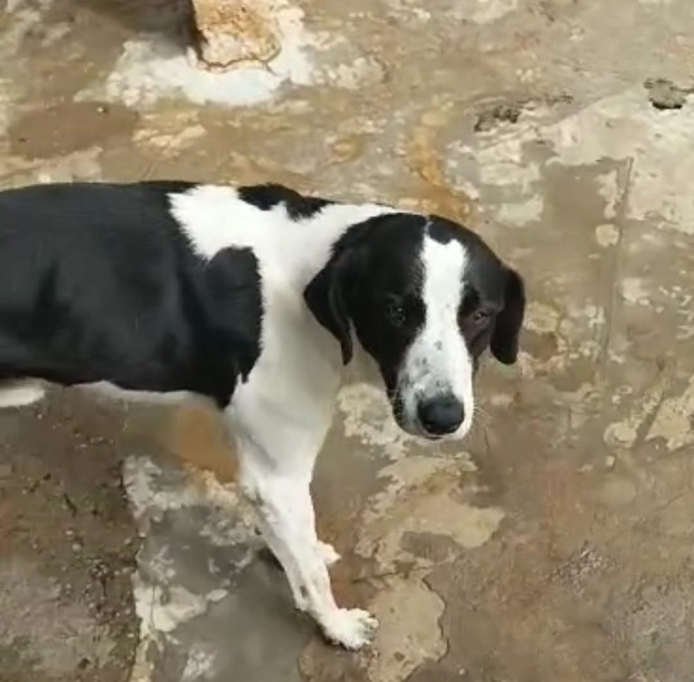 O cão Simpático foi o único animal que conseguiu sobreviver após ingerir veneno  — Foto: Reprodução